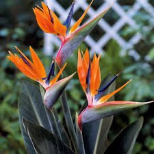 Strelitzia - Oiseau de paradis